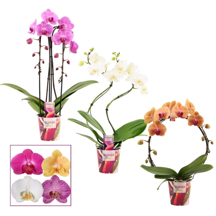 <h4>Phalaenopsis vormen mix 2 tak (Scenza)</h4>