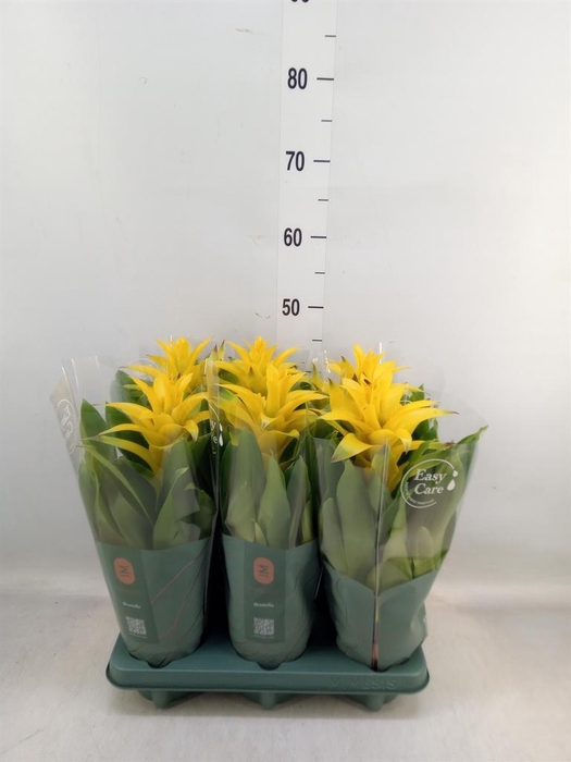 <h4>Guzmania  'Diana'</h4>