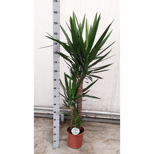 YUCCA