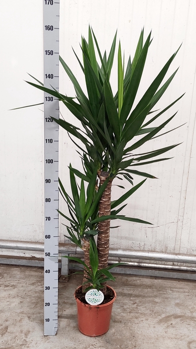 <h4>YUCCA</h4>