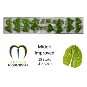Anth A Midori Imp