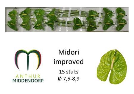 <h4>Anth A Midori Imp</h4>
