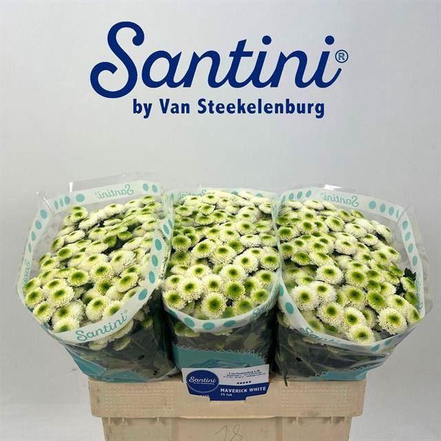 <h4>Chr San Maverick</h4>