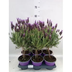Lavandula stoec.