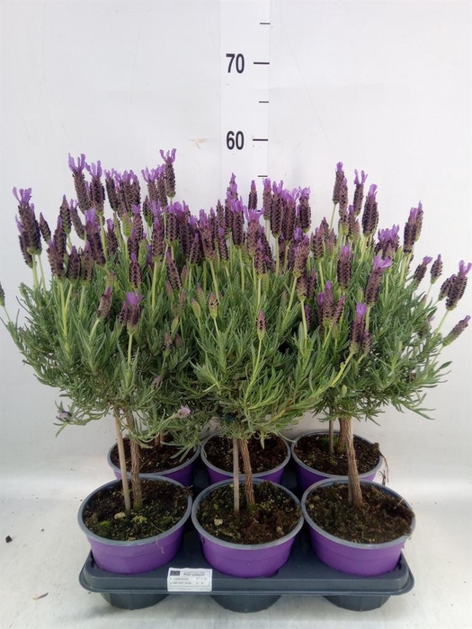 <h4>Lavandula stoec.</h4>