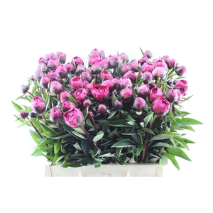 Paeonia L Kansas