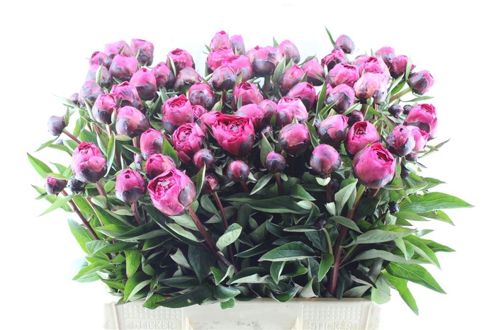 <h4>Paeonia L Kansas</h4>