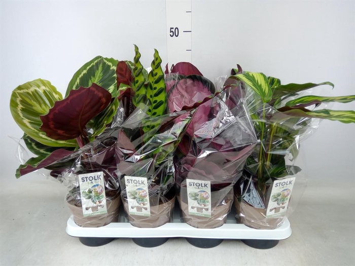 <h4>Calathea   ...mix 4</h4>