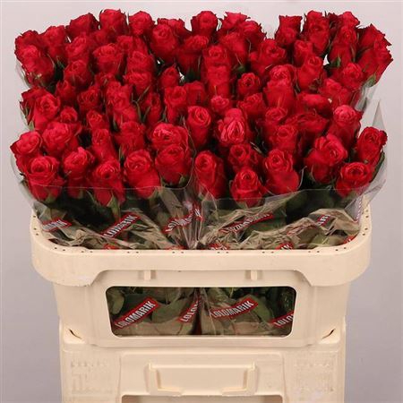 <h4>R Gr Cherry-o!</h4>