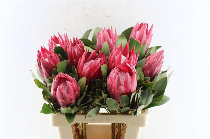 <h4>Protea Cy Madiba</h4>