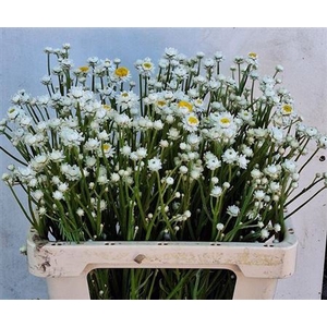 Ammobium Alatum