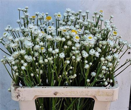 <h4>Ammobium Alatum</h4>