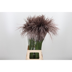 Miscanthus Kl Bh Champagne