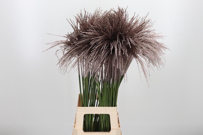 <h4>Miscanthus Kl Bh Champagne</h4>