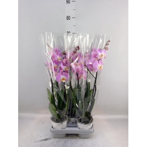 Phalaenopsis  'Ant Tampa'