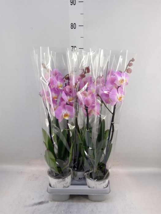 <h4>Phalaenopsis  'Ant Tampa'</h4>