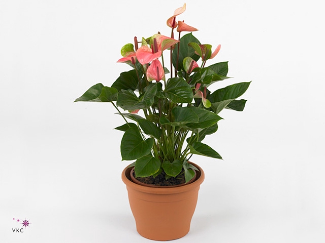 Anthurium  'Summer Love Imp'