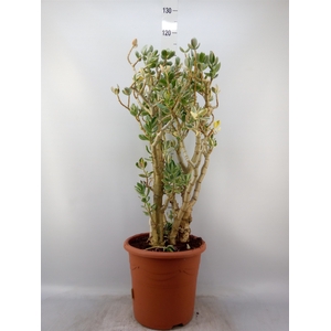 Crassula ovata 'Variegata'