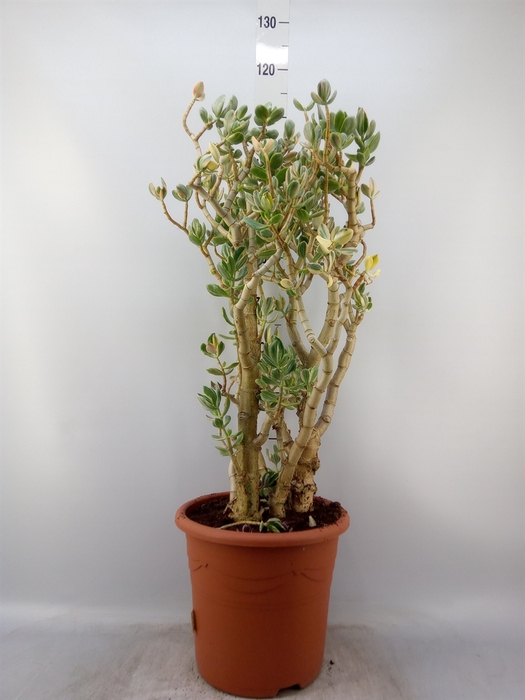 <h4>Crassula ovata 'Variegata'</h4>