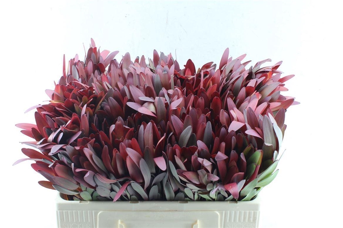 <h4>Leucad Saf Sunset Magenta</h4>