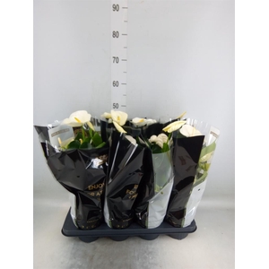 Anthurium andr. 'Alpine'