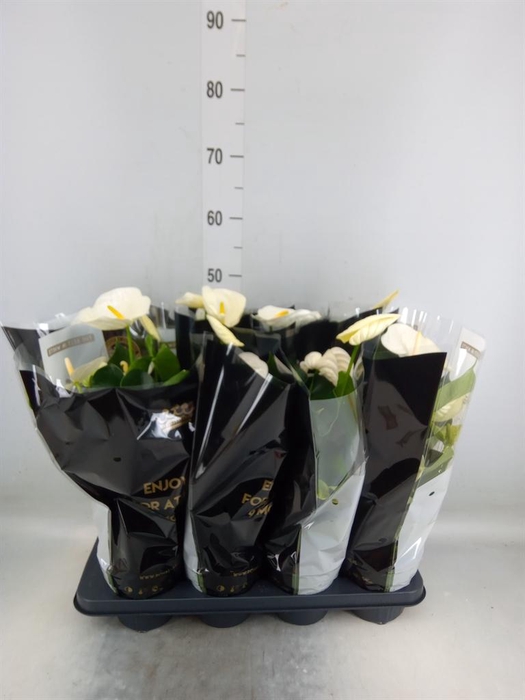 <h4>Anthurium andr. 'Alpine'</h4>