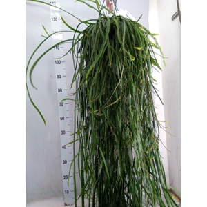 Rhipsalis   ...