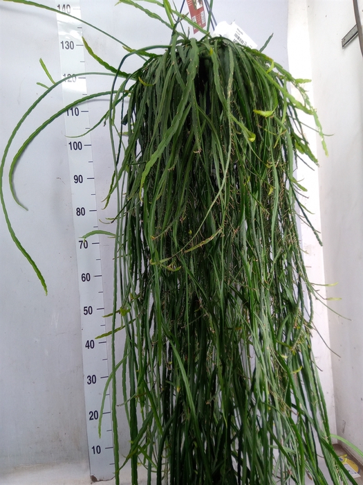 <h4>Rhipsalis   ...</h4>