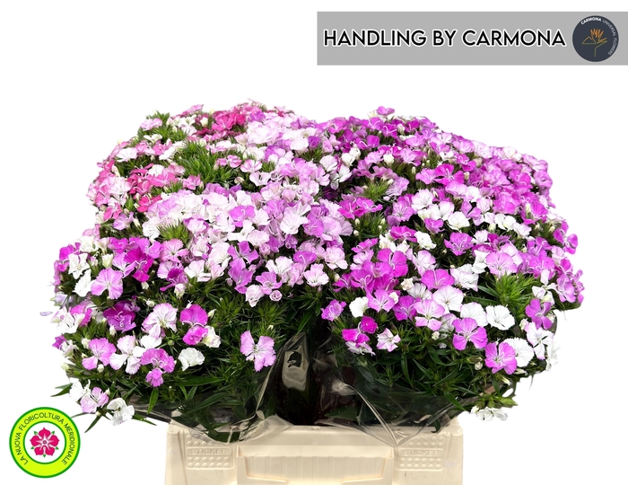 <h4>DI BARB AM ROSE</h4>