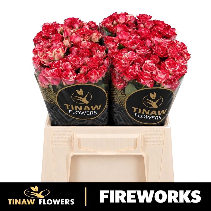 <h4>R TR FIREWORKS</h4>