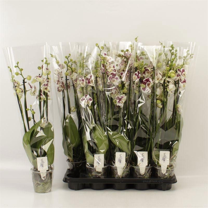 <h4>Phal An Marrakesh</h4>