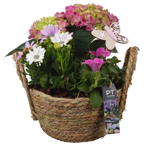 Arr.   Perkplanten H%