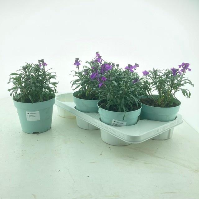 <h4>ERYS LINIFOLIUM</h4>