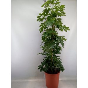 Schefflera arbor. 'Compacta'