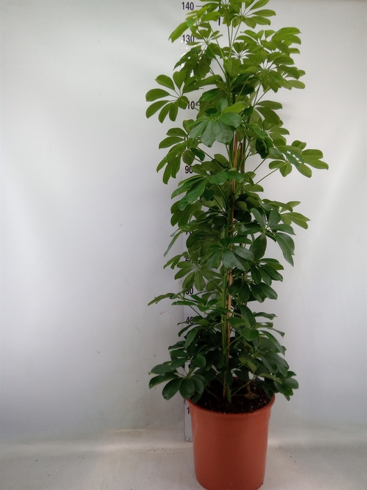 <h4>Schefflera arbor. 'Compacta'</h4>