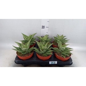 Aloe variegata 'Tribal'