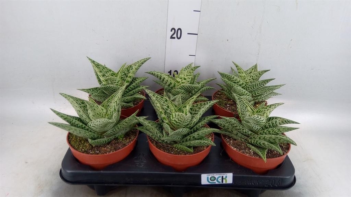 <h4>Aloe variegata 'Tribal'</h4>