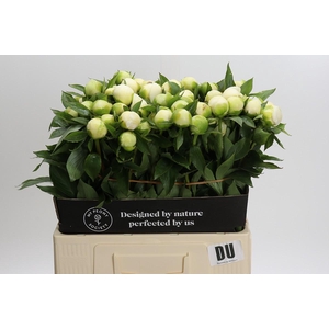 Paeonia Duchesse De Nemours