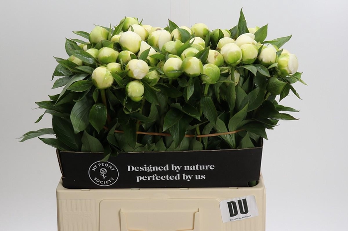 Paeonia Duchesse De Nemours