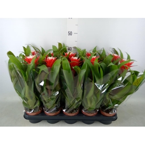 Guzmania  'Hope'