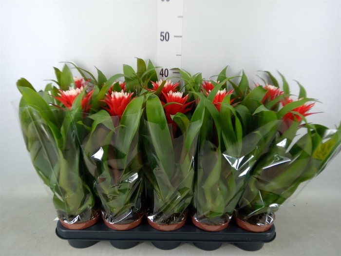 <h4>Guzmania  'Hope'</h4>