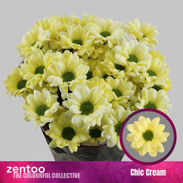 <h4>CHR T CHIC CREAM</h4>