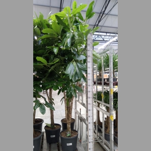 Schefflera actin. 'Amate'