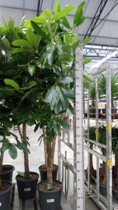 <h4>Schefflera actin. 'Amate'</h4>