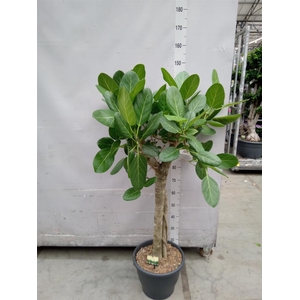 Ficus benghalensis 'Audrey'