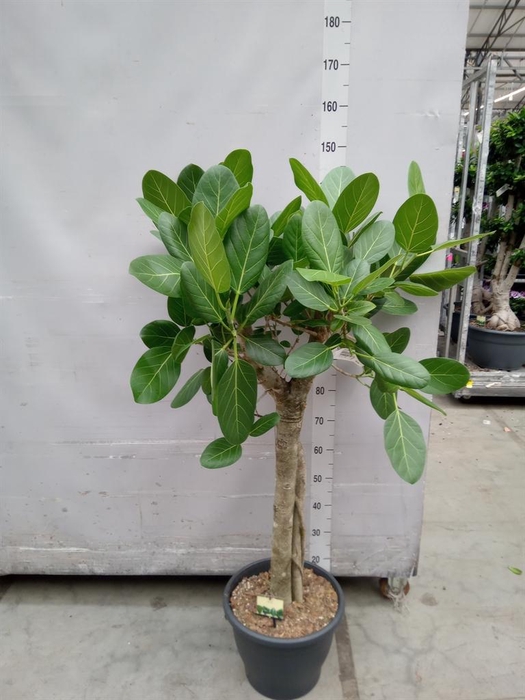 <h4>Ficus benghalensis 'Audrey'</h4>