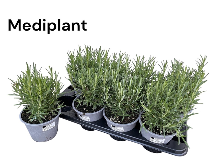 <h4>ROSMARIN OF OV</h4>