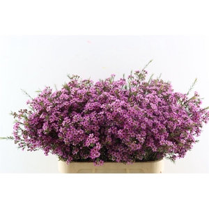 Cham Purple Violet