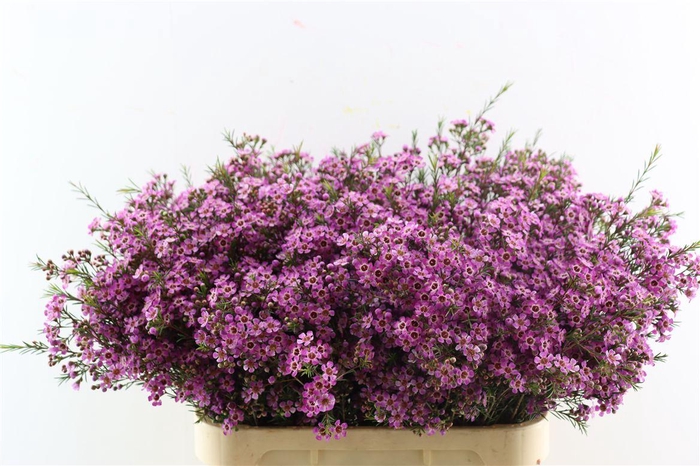 <h4>Cham Purple Violet</h4>