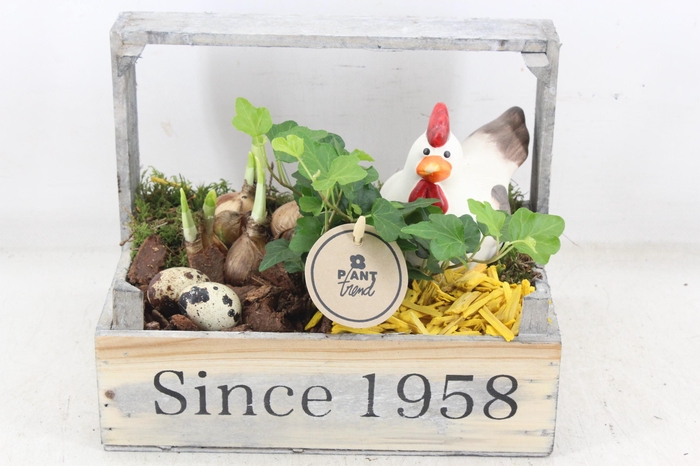 <h4>arr4 Narcis PL - Hout bollenkist 1958</h4>